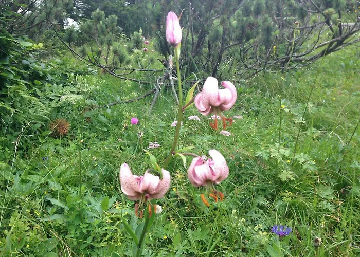 Haus Romantika Apartment