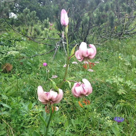 Haus Romantika Appartamento